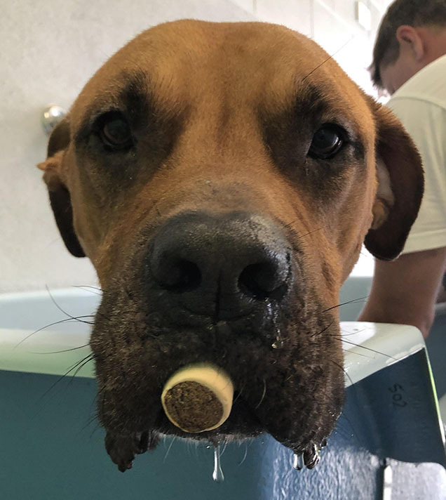 dog eating treat whilst having a bath